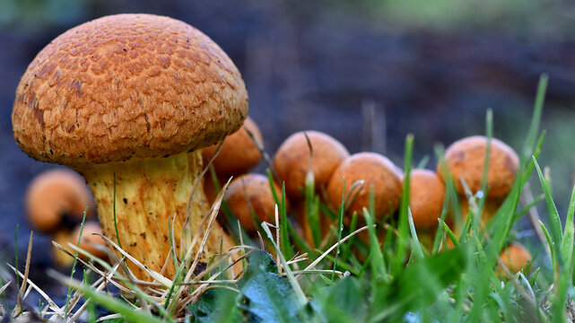 Fungi in the Wonthaggi Wetlands Condservation Park in Autumn, mushroom which may also be a toadstool