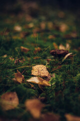 Orange, red and brown leaves on a beautiful green lawn in the middle of a forest in Kainuu region, Finland. Autumn time