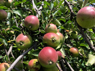 Apples growing on the branch