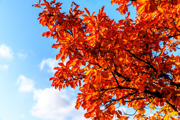 Autumn.Autumn trees and leaves.Autumn background landscape.