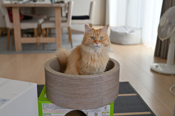 爪とぎの中に入る猫（マンチカン）