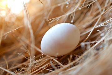 Close-up of white eggs in a blurred brown bird's nest with light.