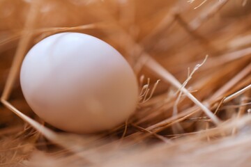 Close-up of white eggs in blurry brown bird's nest.