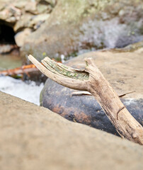 close-up of wood wedged in rock near river.