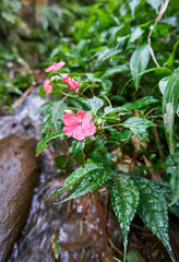 Close-up of wild plants near fresh river. Beautiful flowers grow wild near the river.
