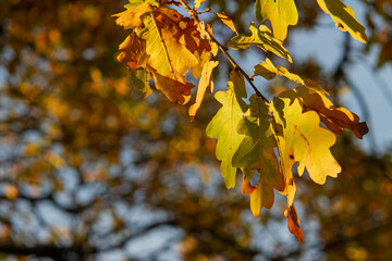Fototapeta na wymiar Oak branch with leaves in sunny weather
