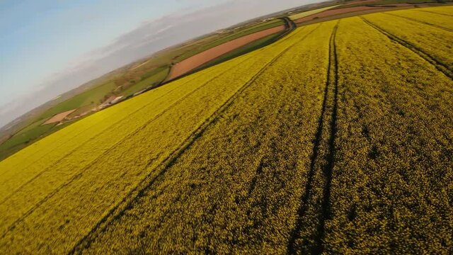 Rapeseed field FPV footage