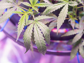 Cannabis plants growing indoor on the cannabis farm use LED light, clay pellets, and a deep water culture system. The texture of marijuana leaves. Concept of cannabis plantation for medical