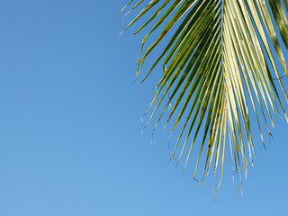 Obraz premium Green coconut leaves with blue sky. Coconut palm tree beautiful tropical background