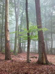A foggy forest in the German city of Wipperfürth in the Bergisches Land region. Autumn in the forest.