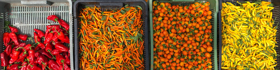 orange and yellow hot chilli peppers © William