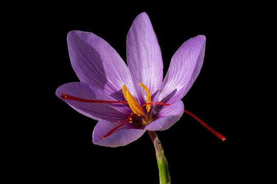 Saffron photos from natural environments