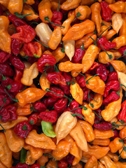 Collection of different habanero, ghost and reaper peppers