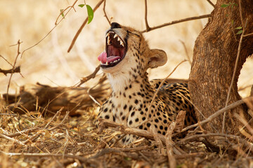 Cheetah - Acinonyx jubatus  large cat native to Africa and central Iran. It is the fastest land animal, variety of habitats savannahs, arid mountain ranges and hilly desert terrain in Iran, open jaws