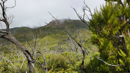 The evergreen cloud forest Garajonay with its incomparable atmosphere inspires in the heart of the Canary Island of La Gomera with the highest mountain Alto de Garajonay. 