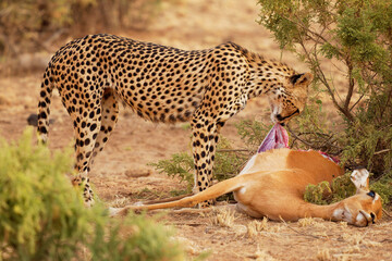 Cheetah - Acinonyx jubatus  large cat native to Africa and central Iran, the fastest land animal,...
