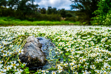 Small white Flowers growing on a small river with a stone in the foreground
