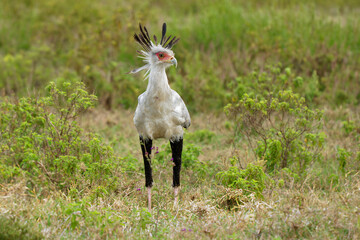 Secretarybird or Secretary Bird - Sagittarius serpentarius large, mostly terrestrial bird of prey,...