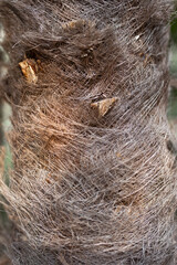 hairy texture of palm tree trunk close up
