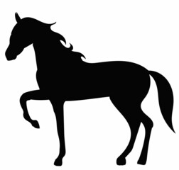 black horse silhouette,on white background