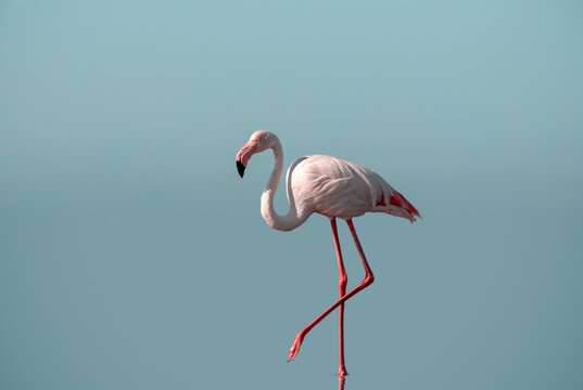 Lonely pink flamingo on a blue background