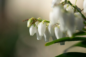 white bells