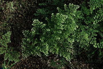 深緑の湿った苔 Dark green moist moss