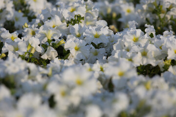White petunia flowers on a flower bed, blurred background