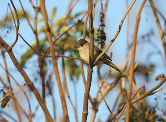 The Eurasian blackcap (Sylvia atricapilla) male and female are close-ups on black elderberry bushes and near the water in soft morning light.