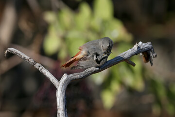 A very close-up shot of a black redstart female (Phoenicurus ochruros) in winter plumage on a branch and on the ground near the drinking bowl.