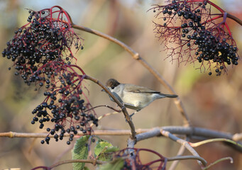 The Eurasian blackcap (Sylvia atricapilla) male and female are close-ups on black elderberry bushes and near the water in soft morning light.