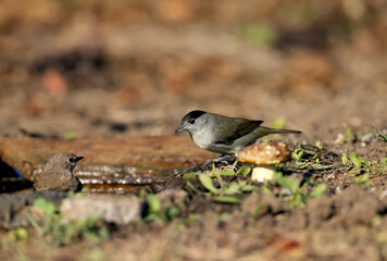 The Eurasian blackcap (Sylvia atricapilla) male and female are close-ups on black elderberry bushes and near the water in soft morning light.