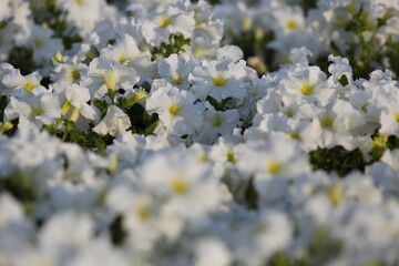 White petunia flowers on a flower bed, blurred background
