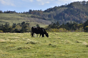 Fototapeta na wymiar 高原で草を食べる牛