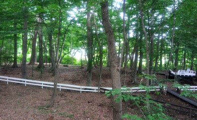 bamboo forest in the morning