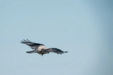 A crow flying in the sky.