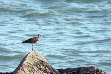 Fototapeta na wymiar A heron bird on a rock by the sea.