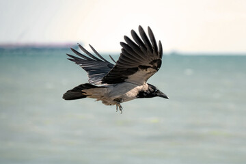 A crow flying in the sky.