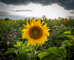 sunflowers on the field in sunshine