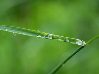 rain drops on the green grass