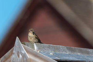 Female house sparrow with crane fly insect caught in beak to feed to chicks in the nest