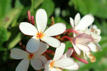 Obraz premium Flowers of Hawaii