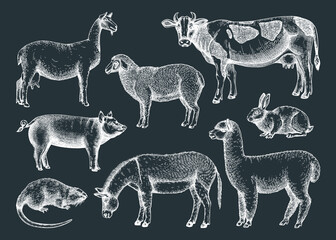 Hand-sketched farm animals vector illustrations on chalkboard. Cow, lama, donkey, goat, rabbit, sheep and other vintage animals. Farm animals for label, icon, packaging, banners, books.