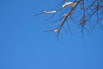 Branche couverte de neige