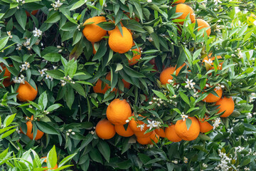 Orange fruit and flower on the tree.