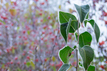 frosty pattern on green leaves