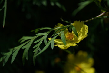 Light Yellow Flower of Cosmos in Full Bloom
