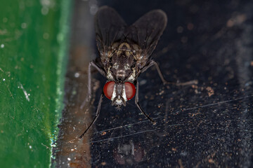 Adult Muscoid Fly