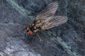 Adult Muscoid Fly