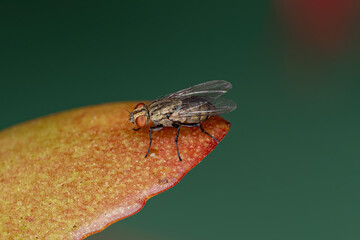 Adult Calyptrate Fly